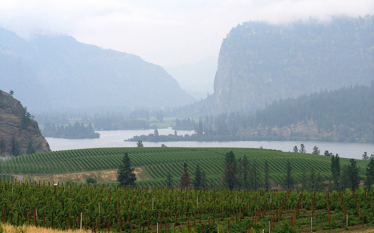 Blue Mountain vineyards