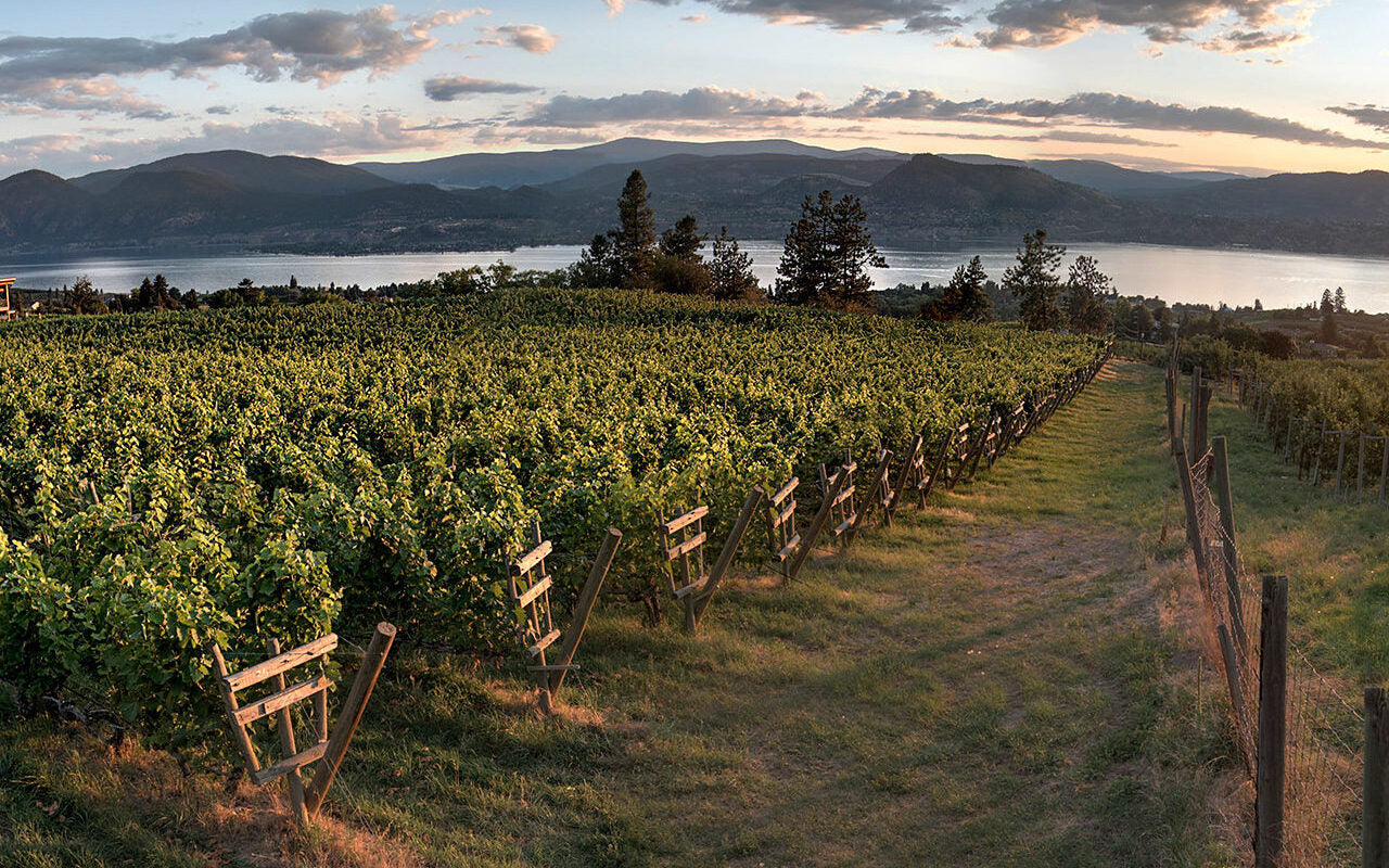 Picture of vineyard at Nichol Vineyard & Estate Winery