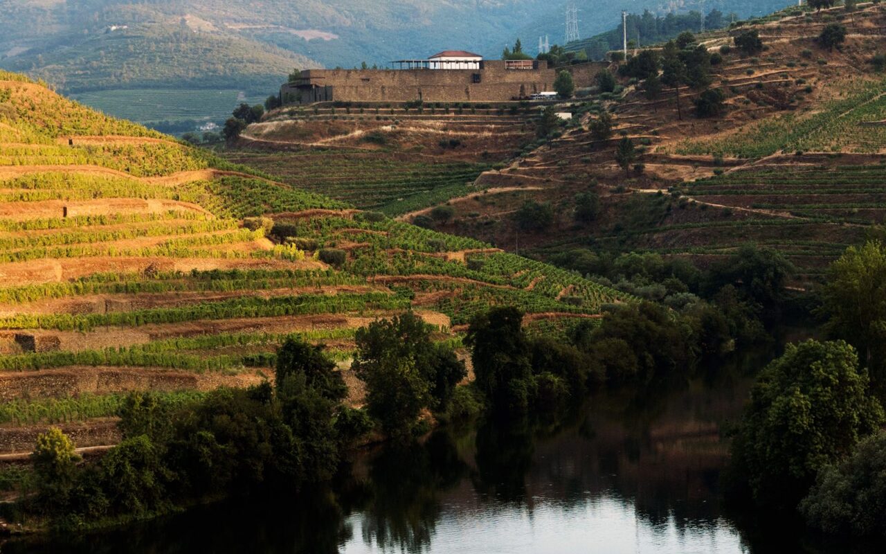 Picture of Niepoort vineyards in background