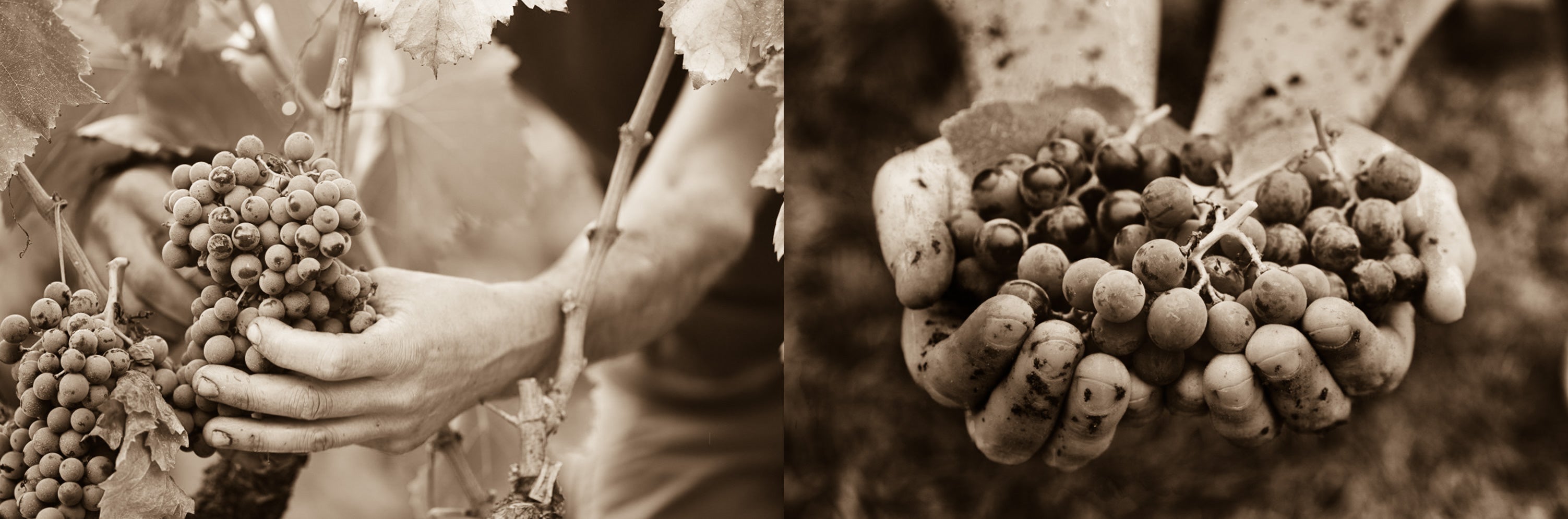 Person holding wine grapes