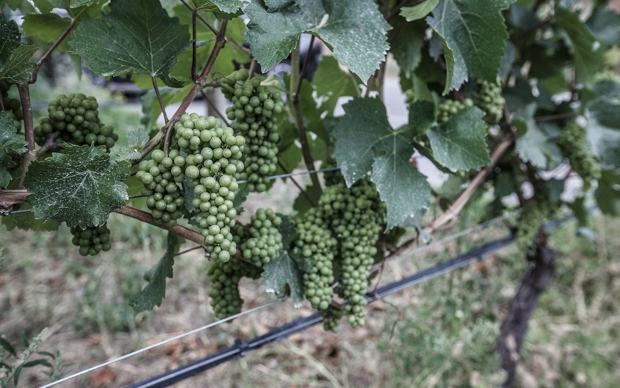 Picture of grape clusters at Okanagan Crush Pad vineyards