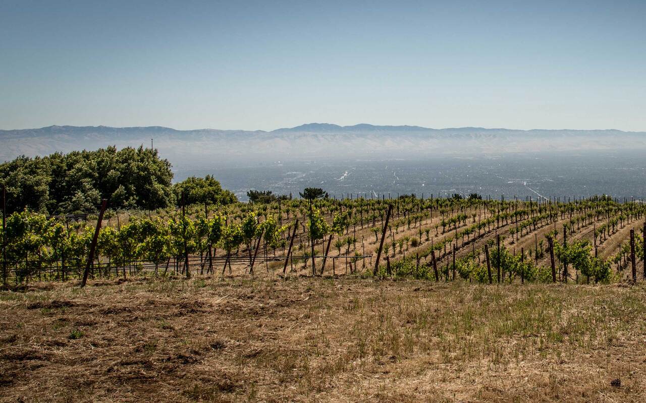 Picture of Ridge Vineyards fields