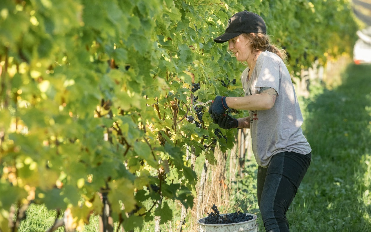 Picture of vineyard hand working at Unsworth Vineyards